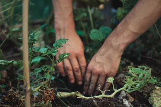 This is how bacteria maintain healthy soil and plants